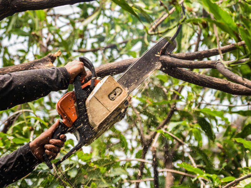 tree-surgery-1 tree-surgery-1